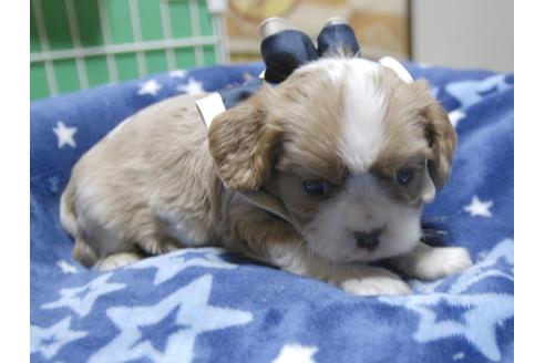 成約済の埼玉県のキャバリアキングチャールズスパニエル-53400の2枚目